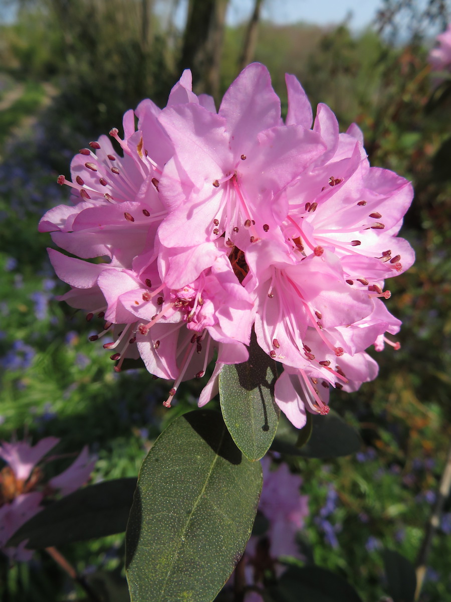 R. xichangense